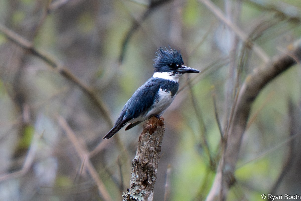 Belted Kingfisher - ML632919312