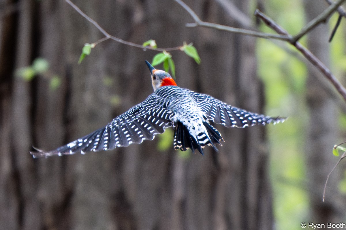 Red-bellied Woodpecker - ML632919322
