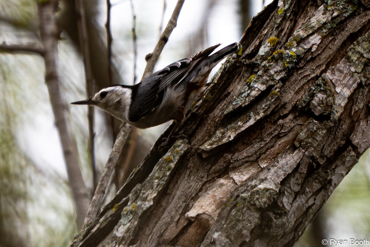 White-breasted Nuthatch - ML632919338