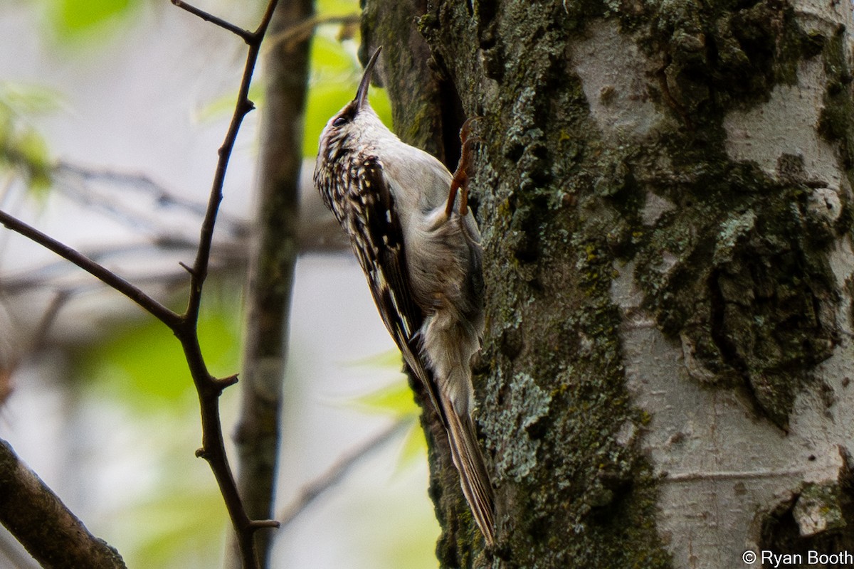 Brown Creeper - ML632919347