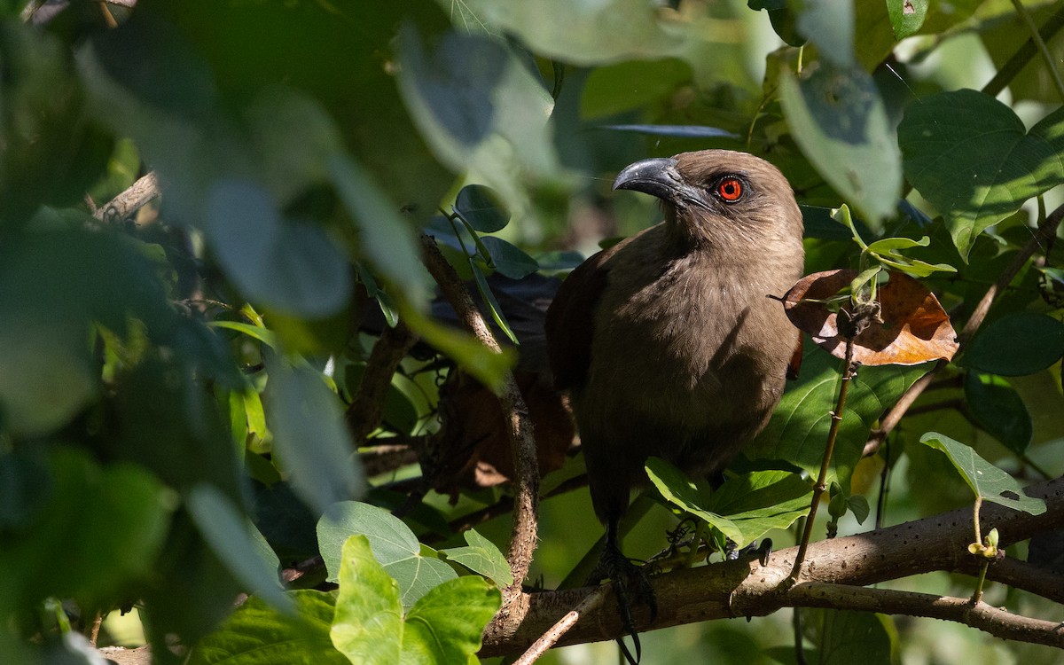 Andaman Coucal - ML632919360