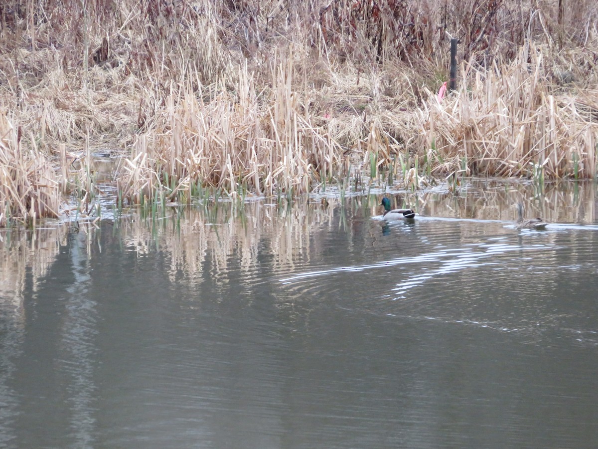 Mallard - ML632919433