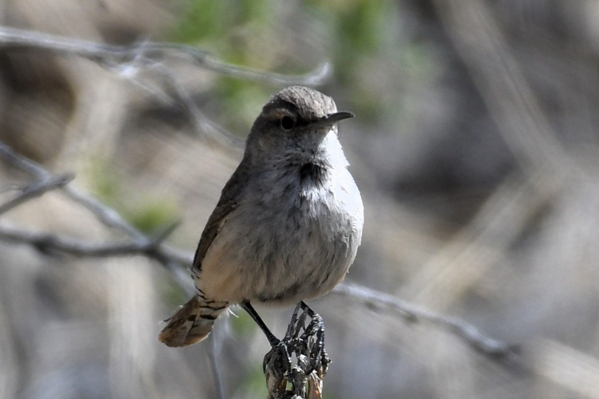 Rock Wren - ML632919479