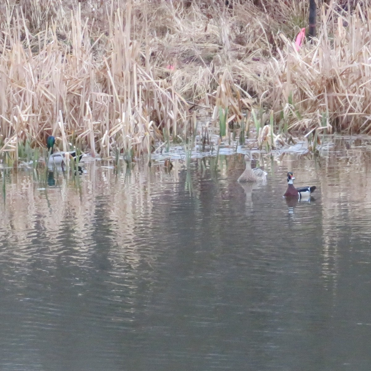 Wood Duck - ML632919484