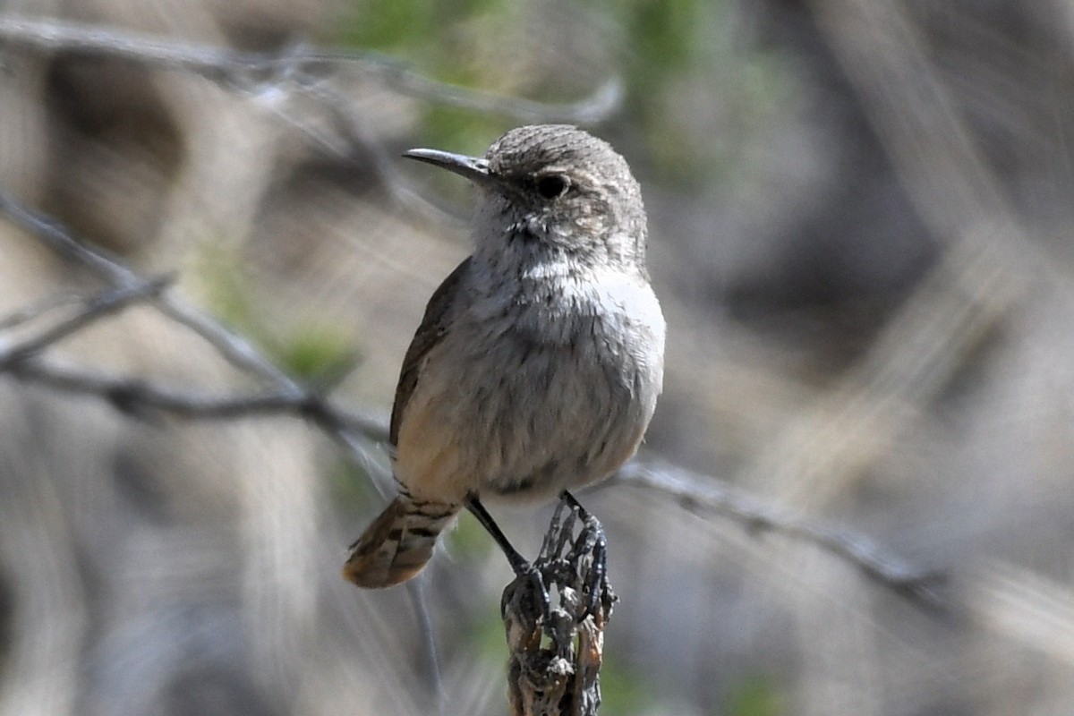 Rock Wren - ML632919496