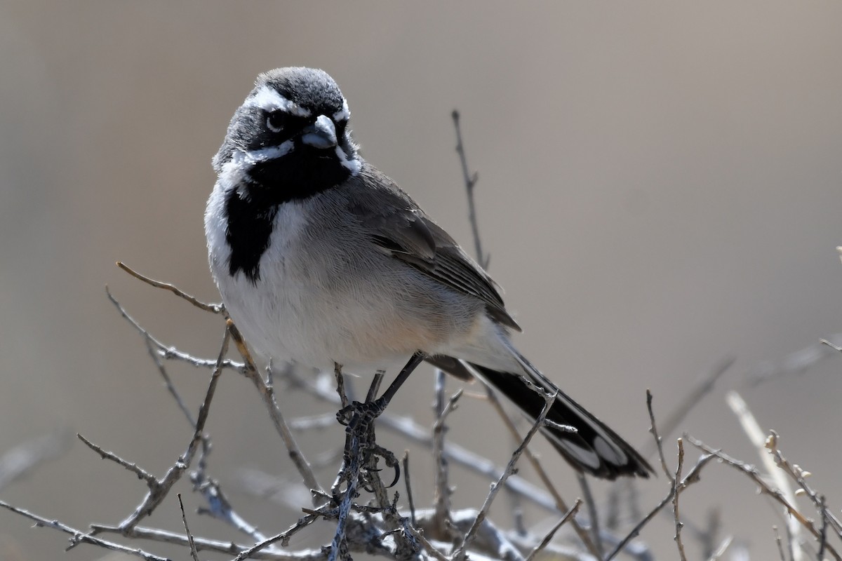 Black-throated Sparrow - ML632919529