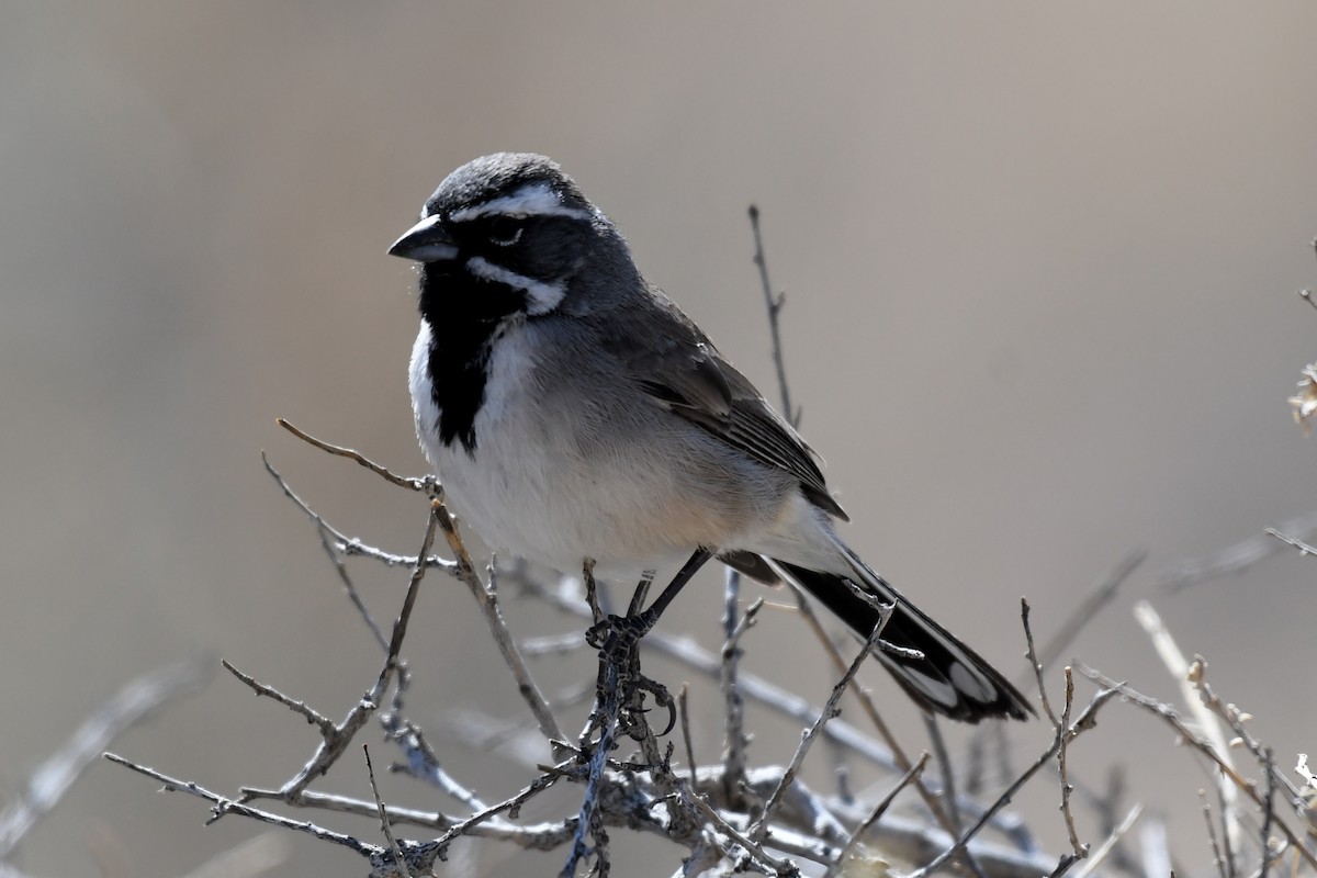 Black-throated Sparrow - ML632919561