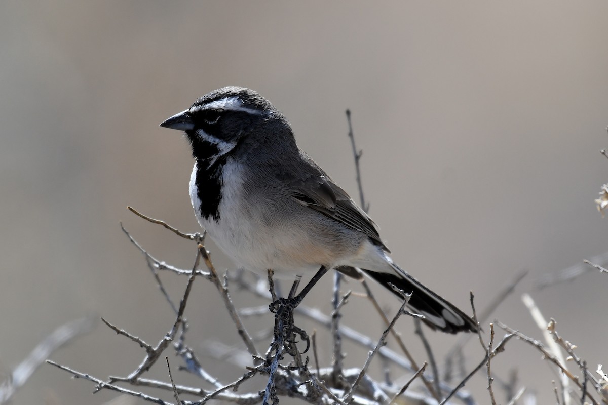 Black-throated Sparrow - ML632919621
