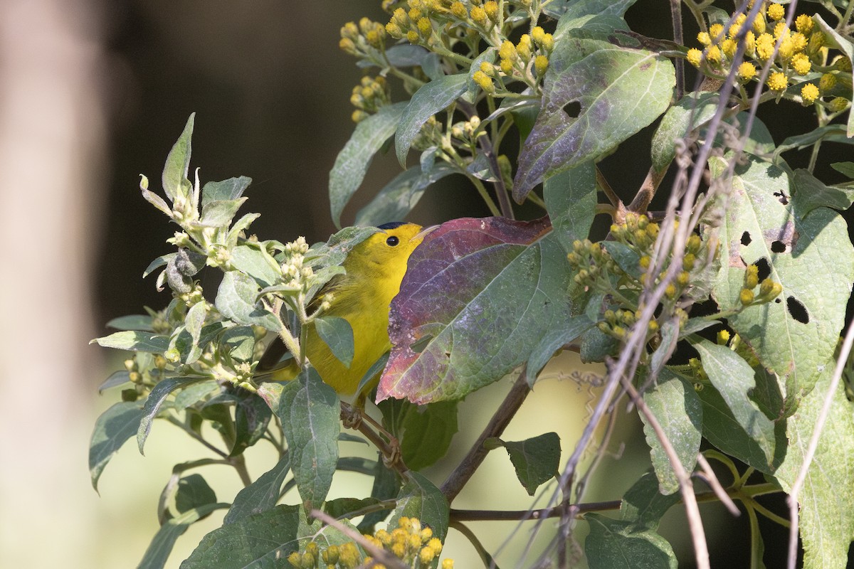 Wilson's Warbler - ML632919658