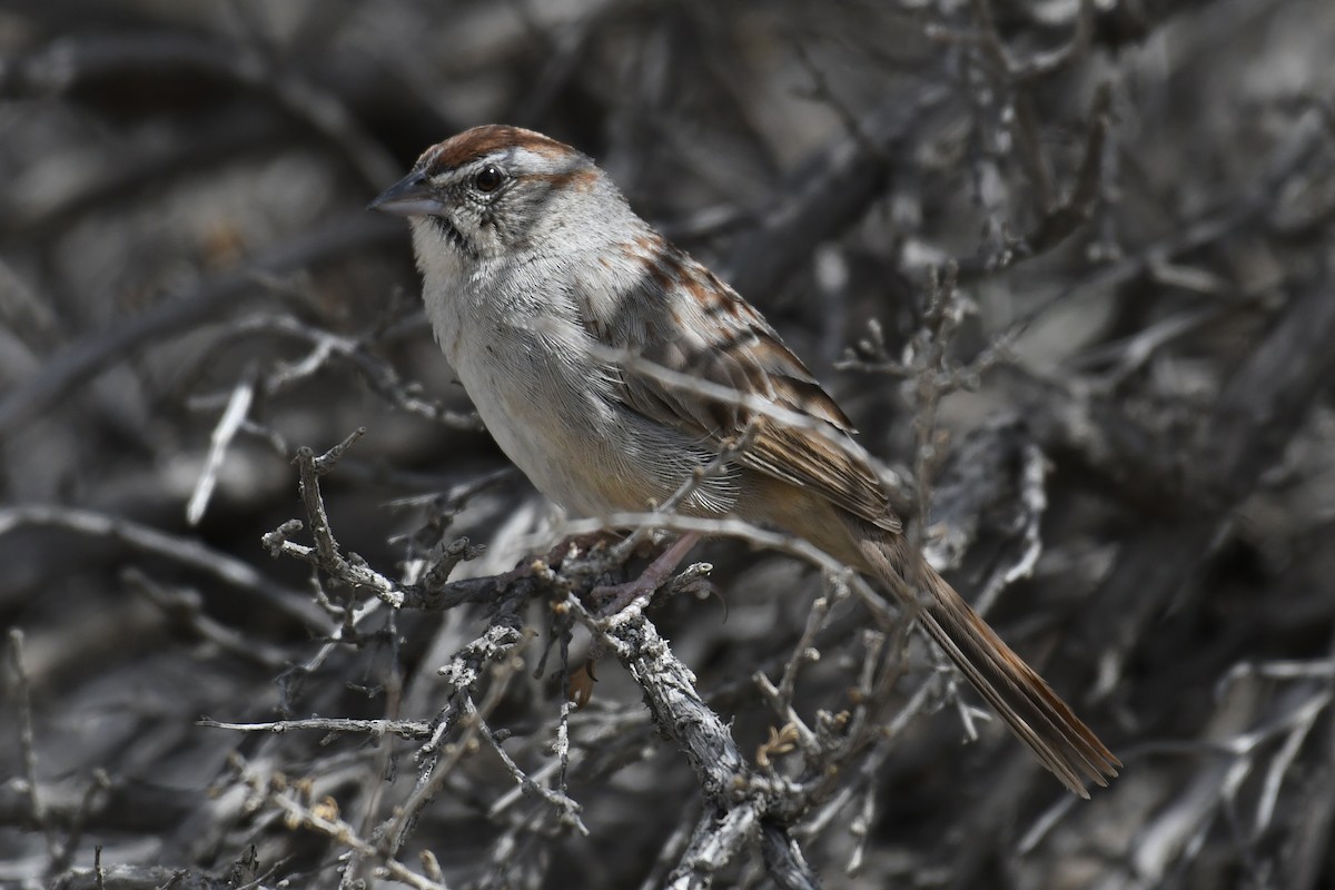 Rufous-crowned Sparrow - ML632919675