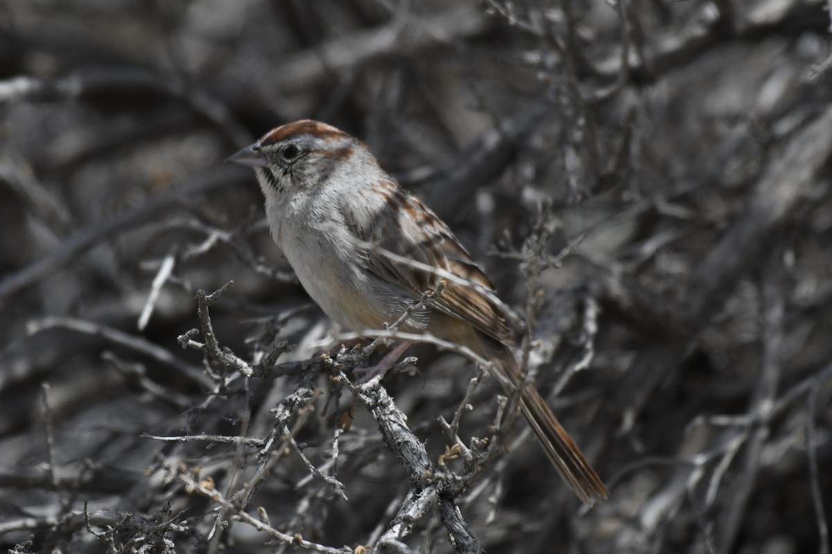 Rufous-crowned Sparrow - ML632919730