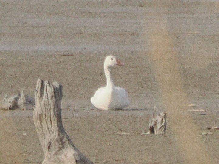 Snow Goose - ML632919926