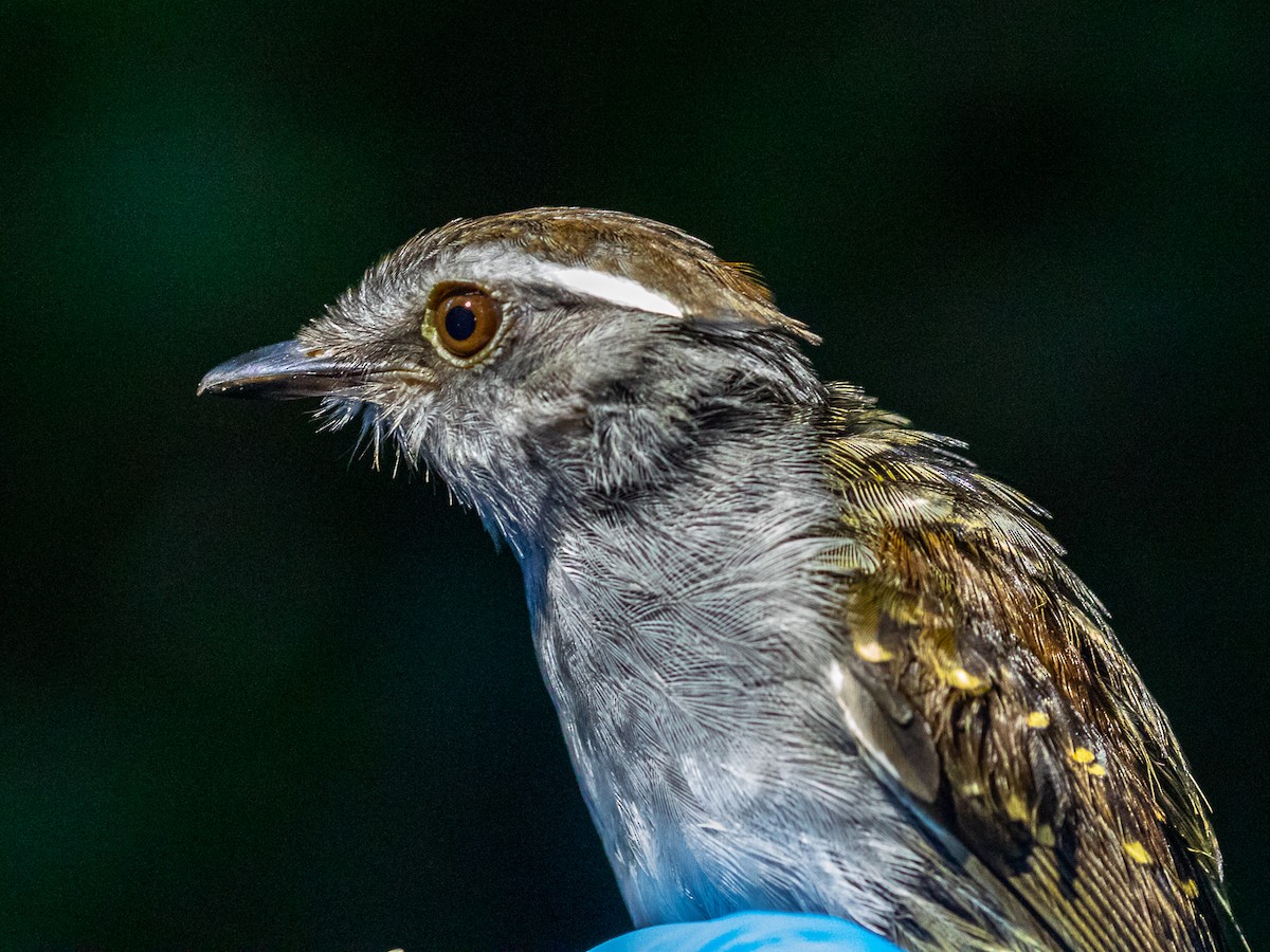 Ash-throated Gnateater - ML632919964