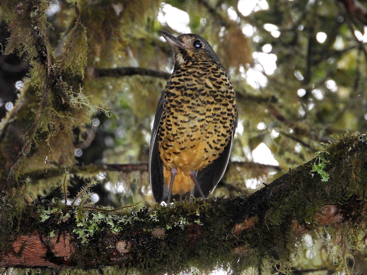Undulated Antpitta - ML632920147