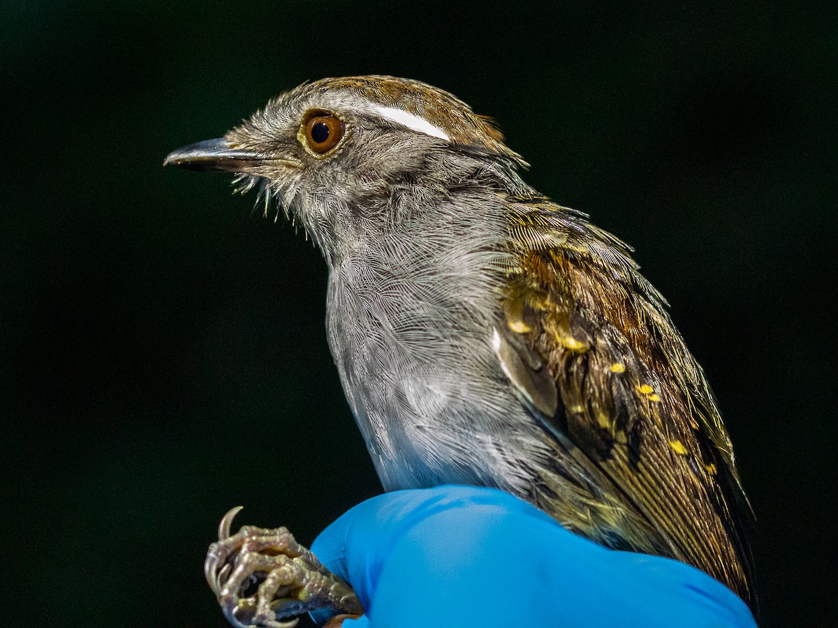 Ash-throated Gnateater - ML632920195