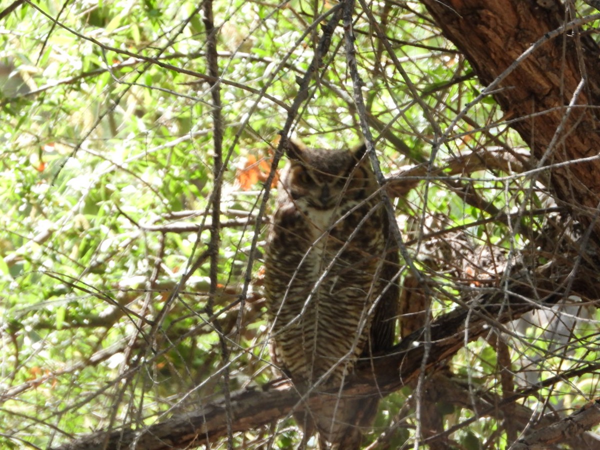 Great Horned Owl - ML632920511
