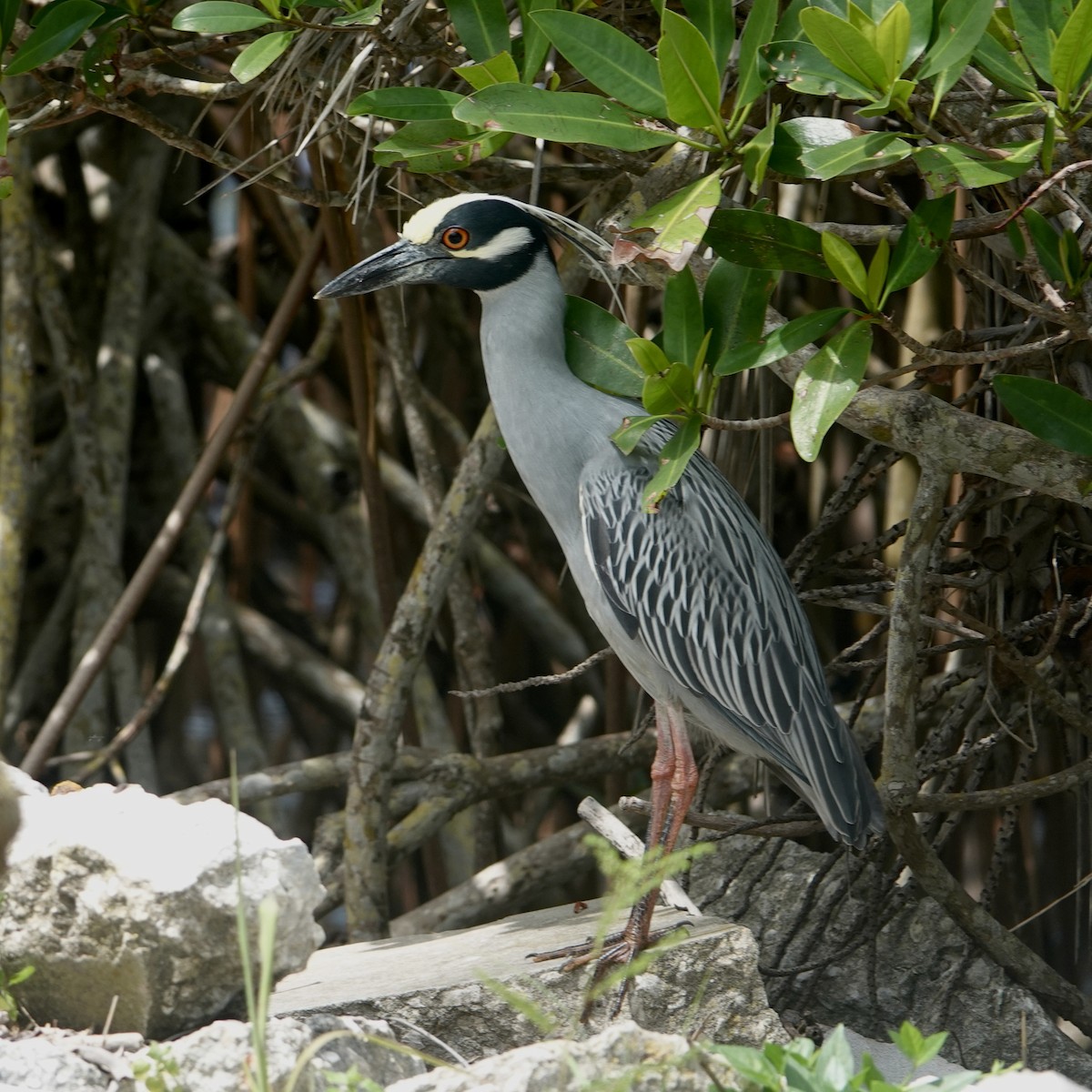 Yellow-crowned Night Heron - ML632920578