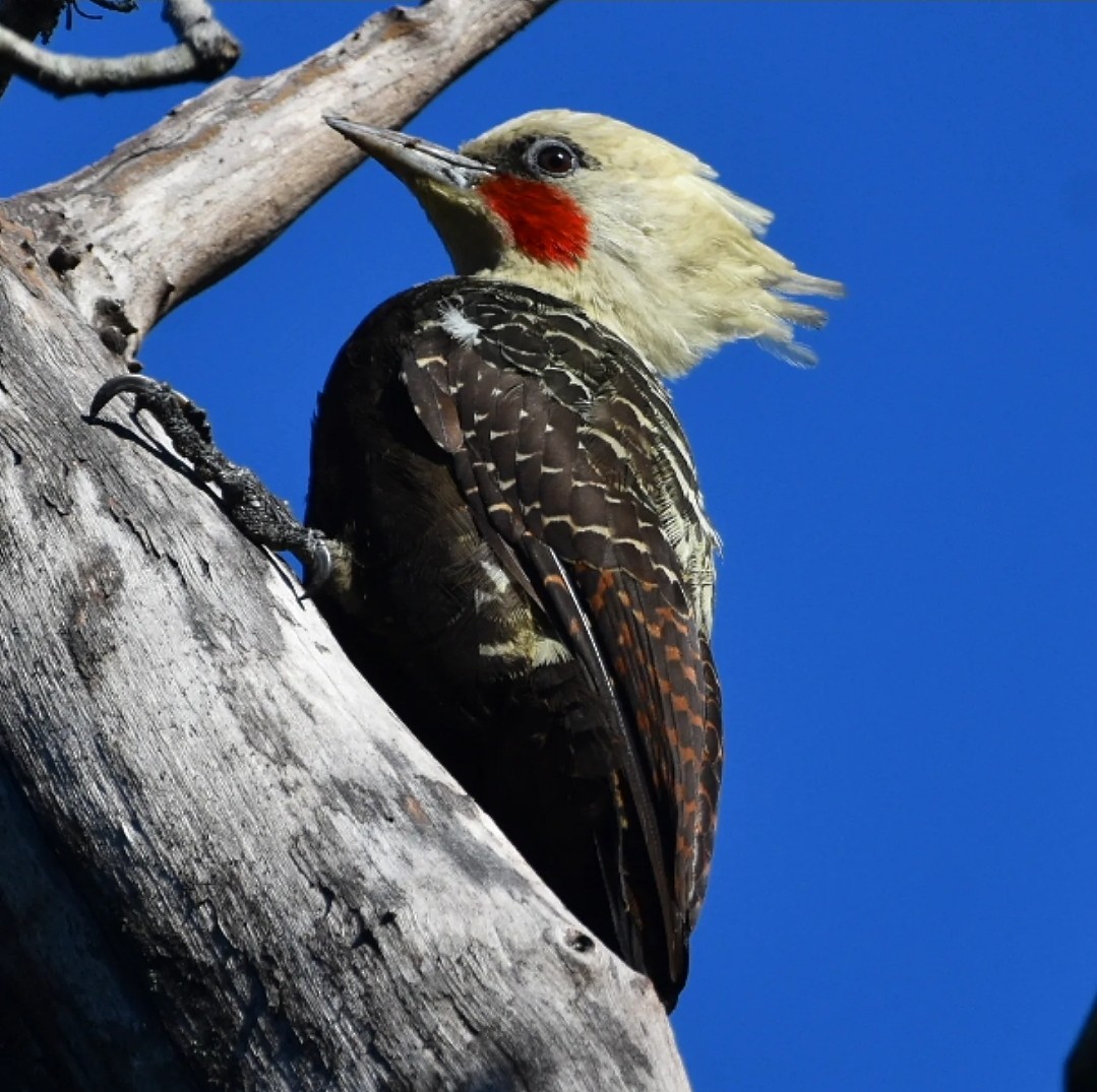 Pale-crested Woodpecker - ML632920622