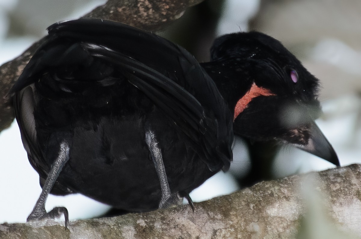 Bare-necked Umbrellabird - ML632920833
