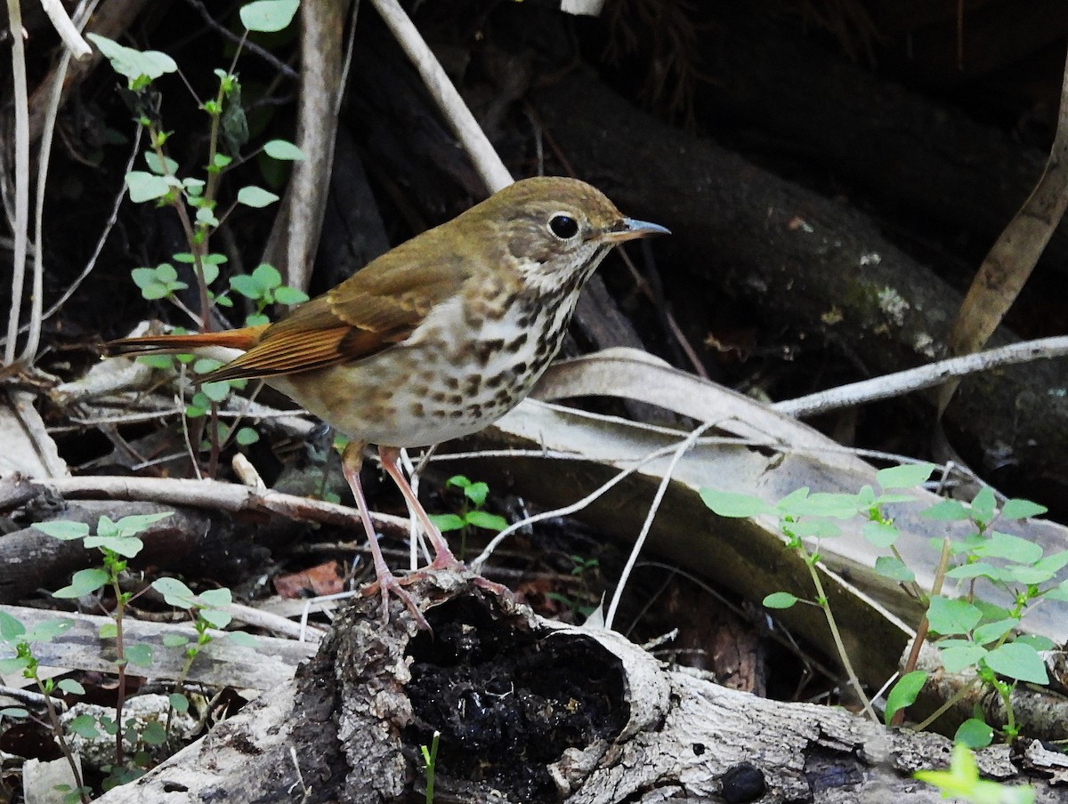 Hermit Thrush - ML632920864