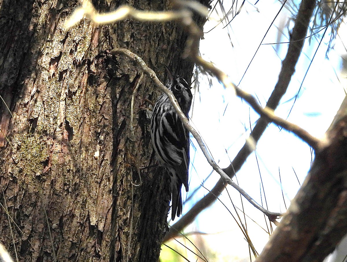 Black-and-white Warbler - ML632920969