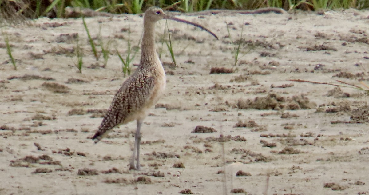 Long-billed Curlew - ML632921005