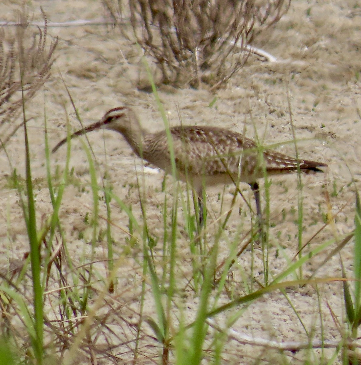 Hudsonian Whimbrel - ML632921041
