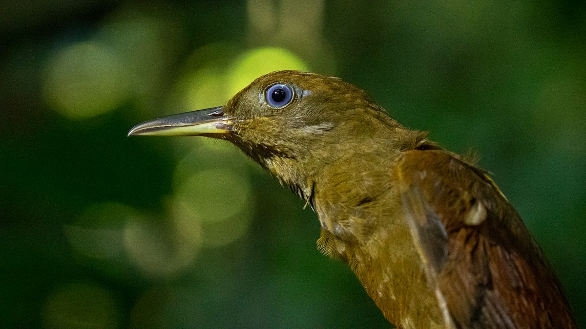 White-chinned Woodcreeper - ML632921274