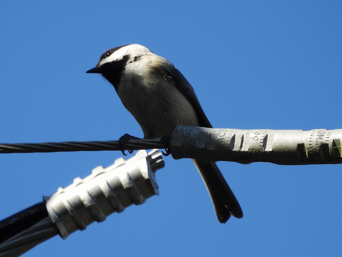 Carolina Chickadee - ML632921277