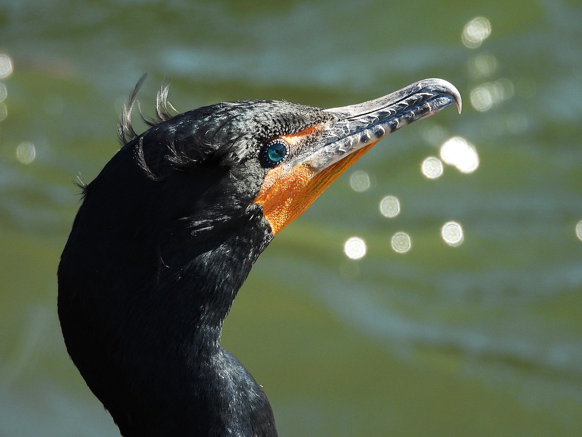 Double-crested Cormorant - ML632921385