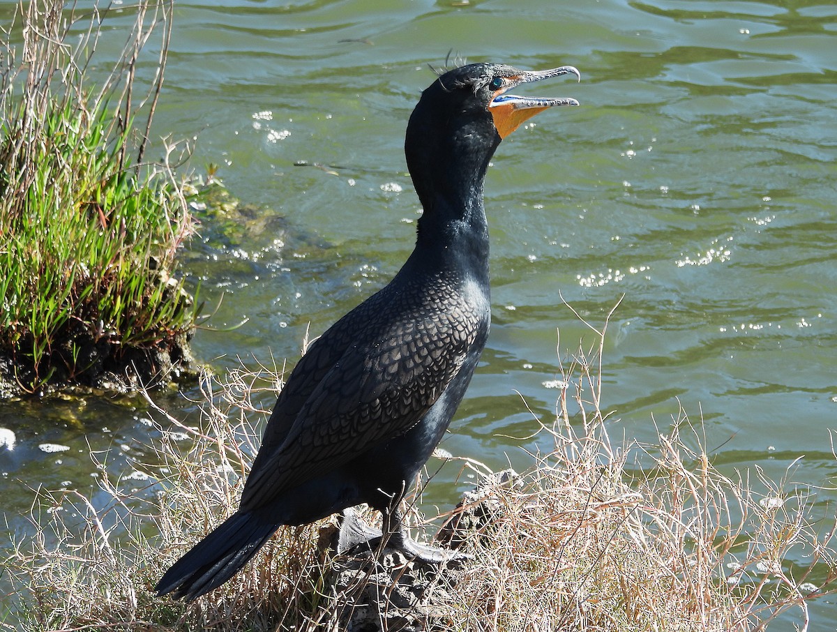 Double-crested Cormorant - ML632921386