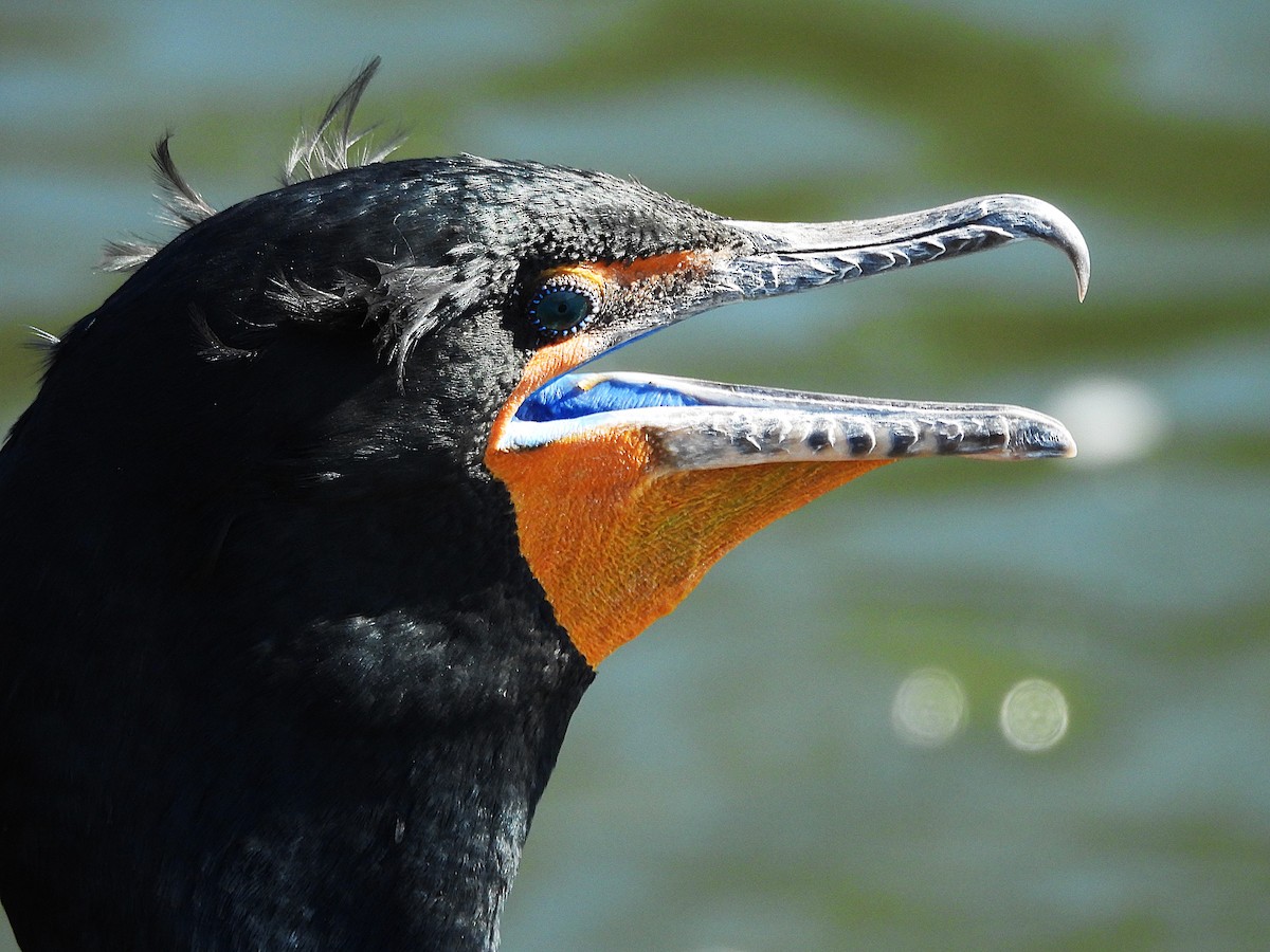 Double-crested Cormorant - ML632921387