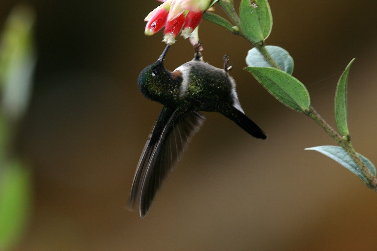Amethyst-throated Sunangel - ML632921421