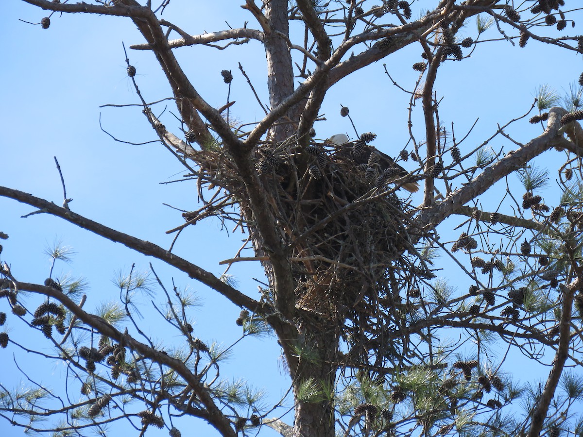 Bald Eagle - ML632921538