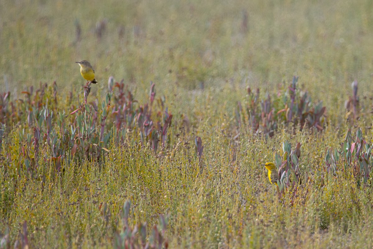 Yellow Chat - ML632921662