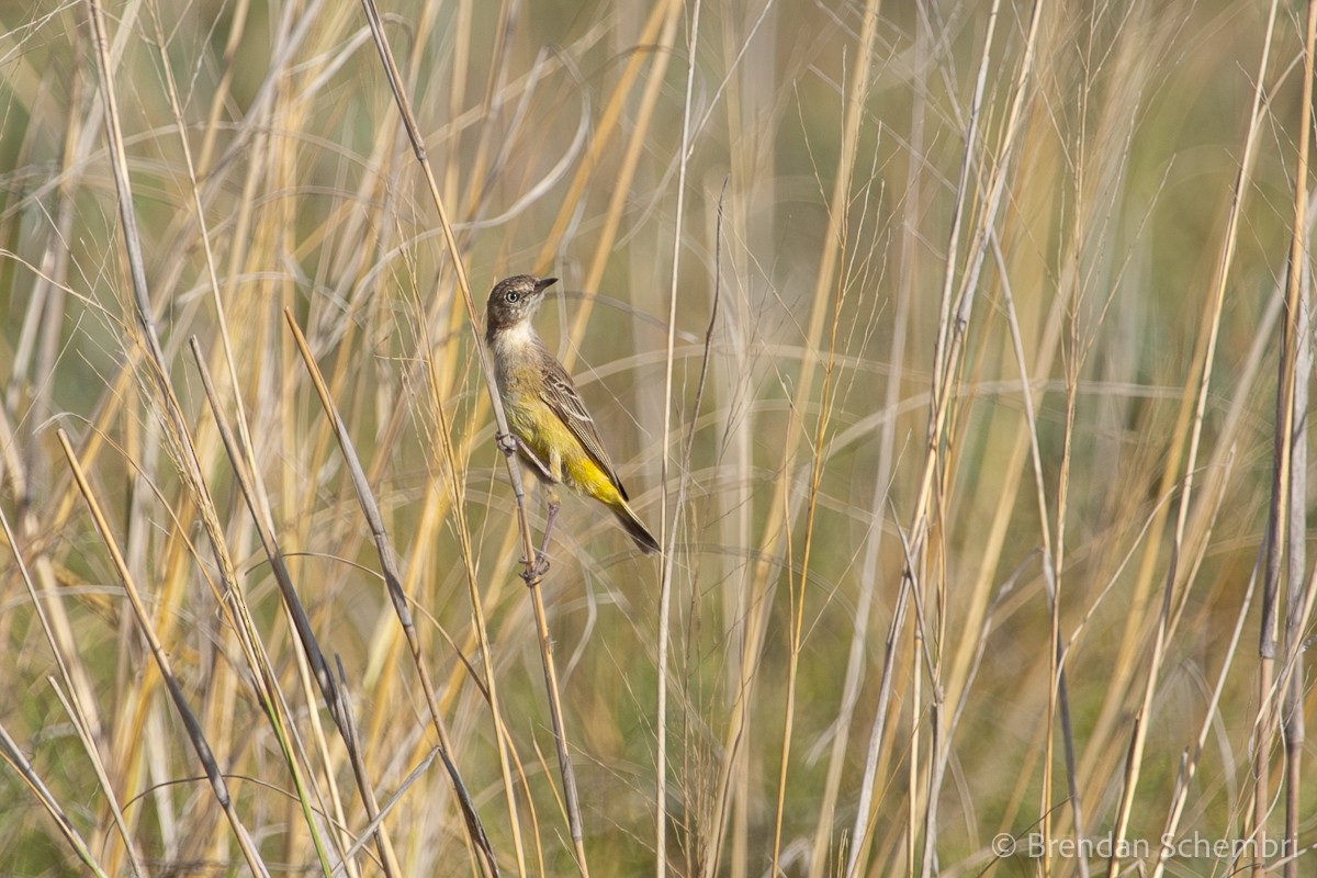 Yellow Chat - ML632921663