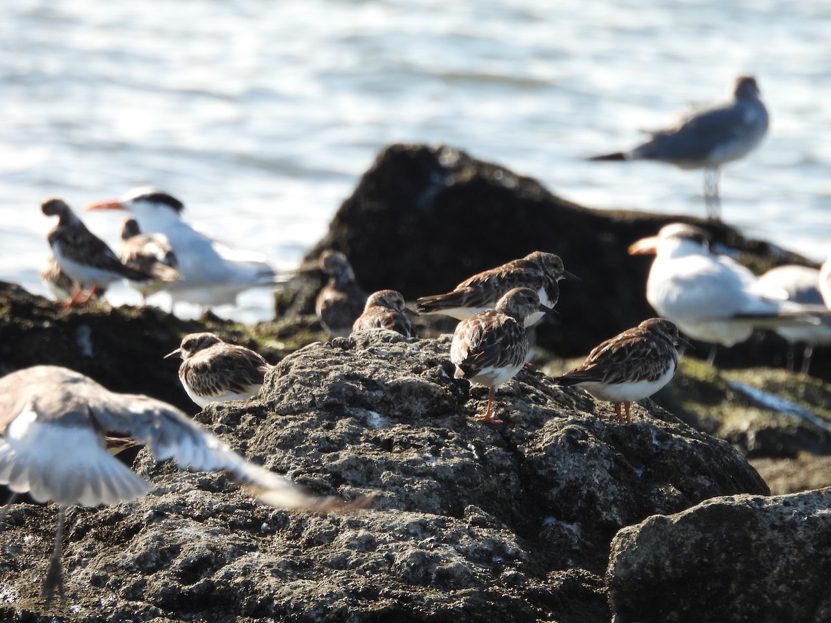 Ruddy Turnstone - ML632921731