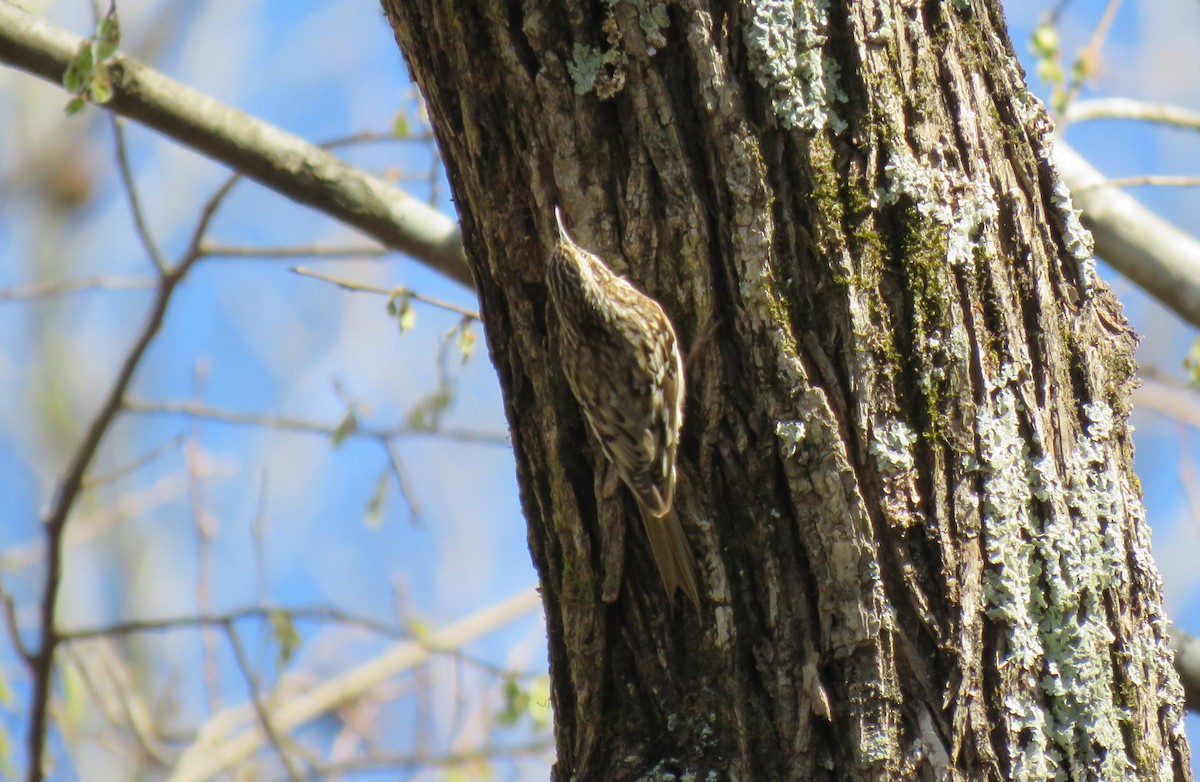 Brown Creeper - ML632921828
