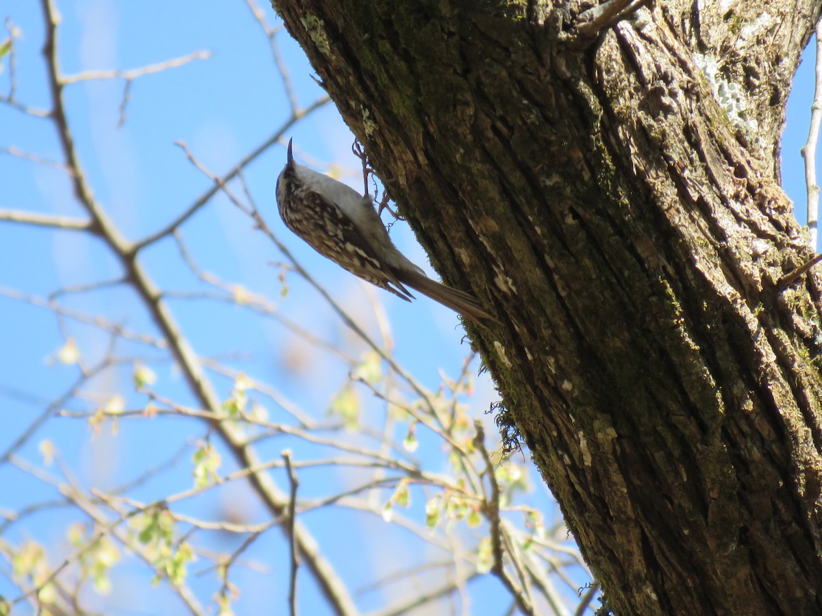 Brown Creeper - ML632921829