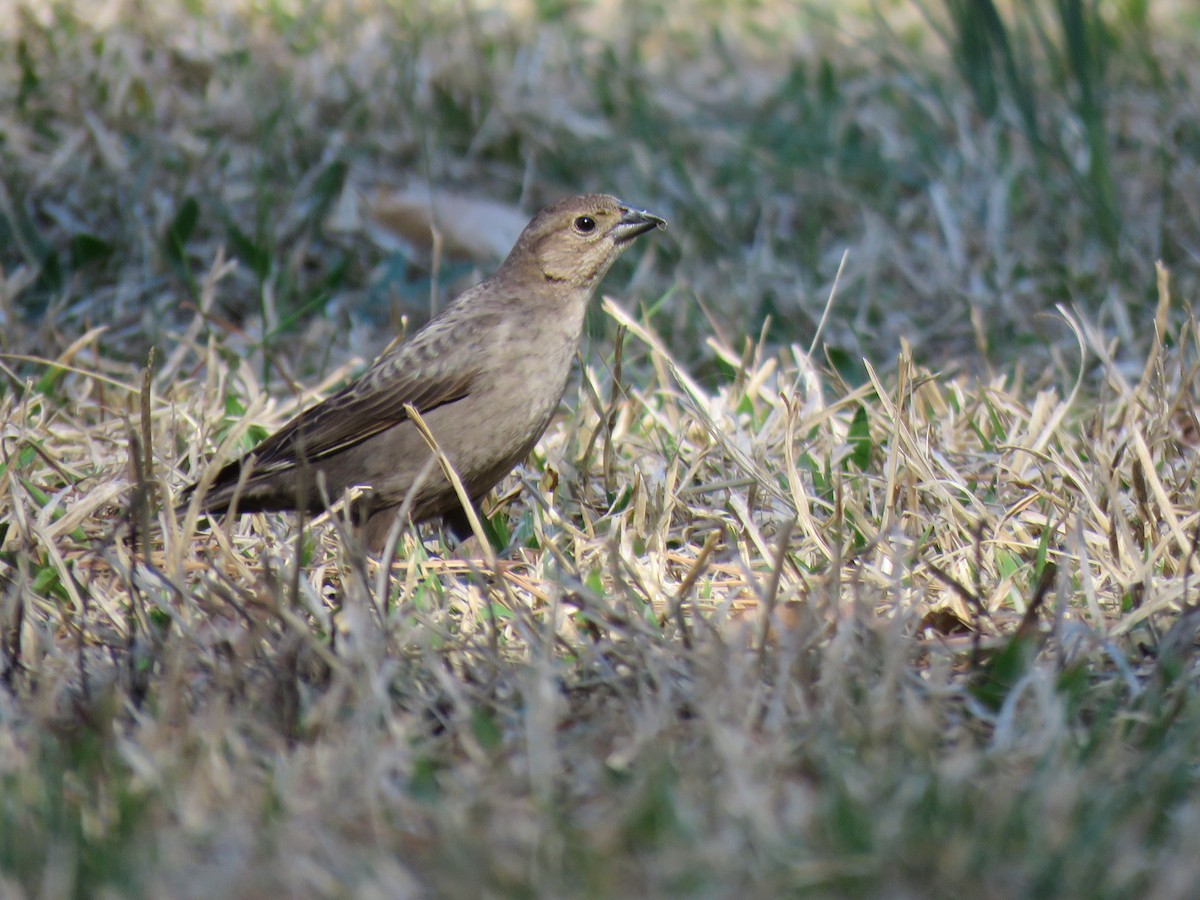 Brown-headed Cowbird - ML632921892