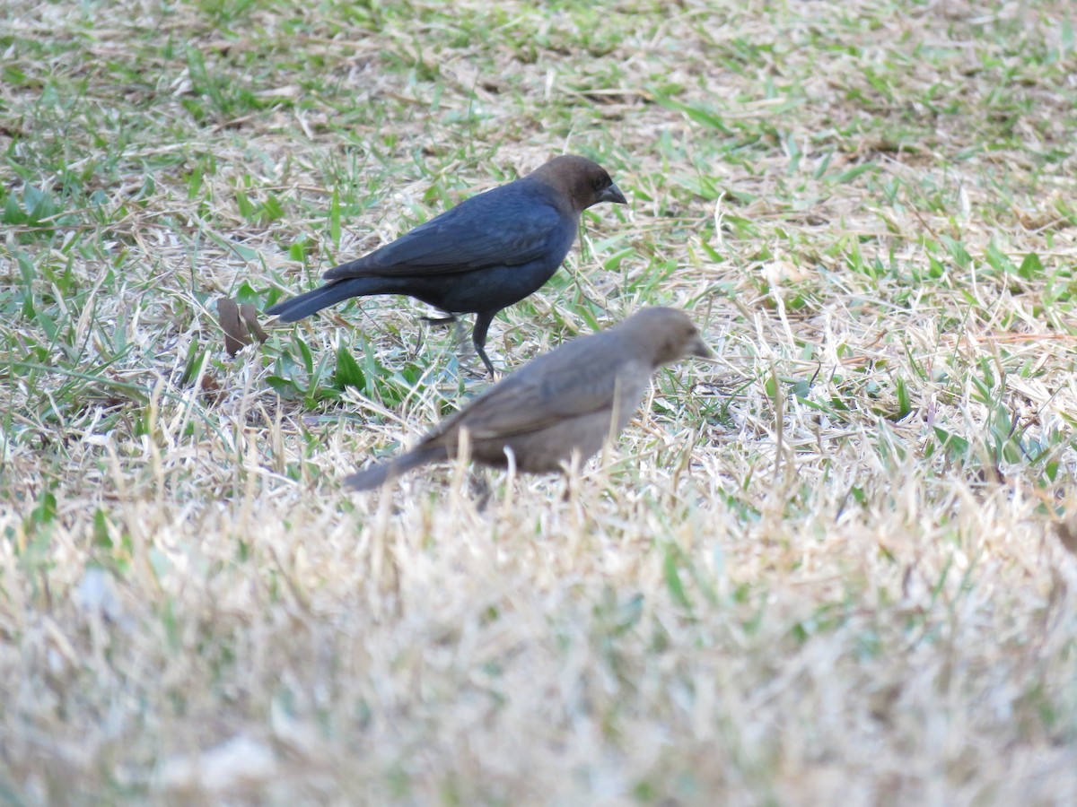 Brown-headed Cowbird - ML632921893
