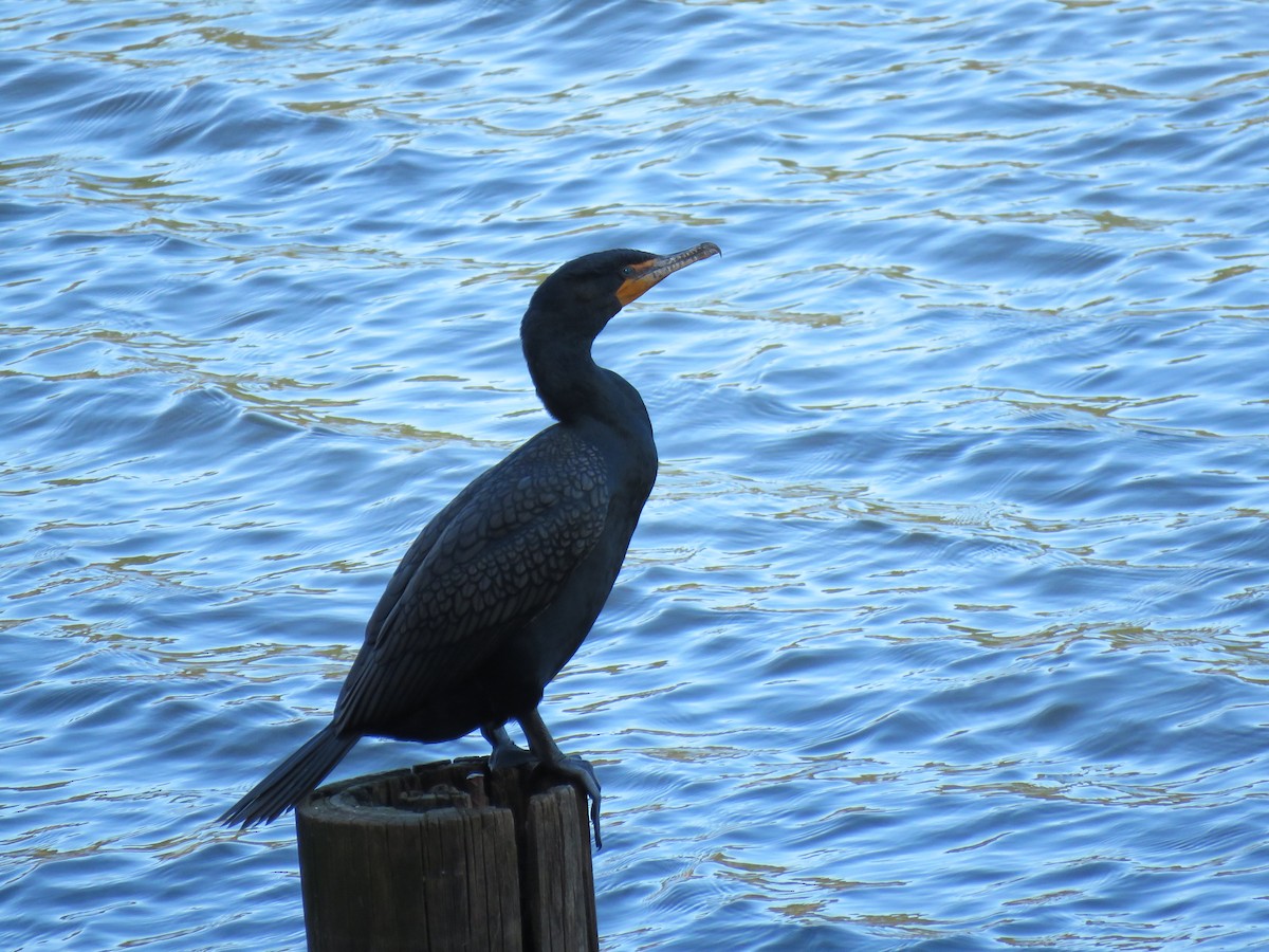 Double-crested Cormorant - ML632921926