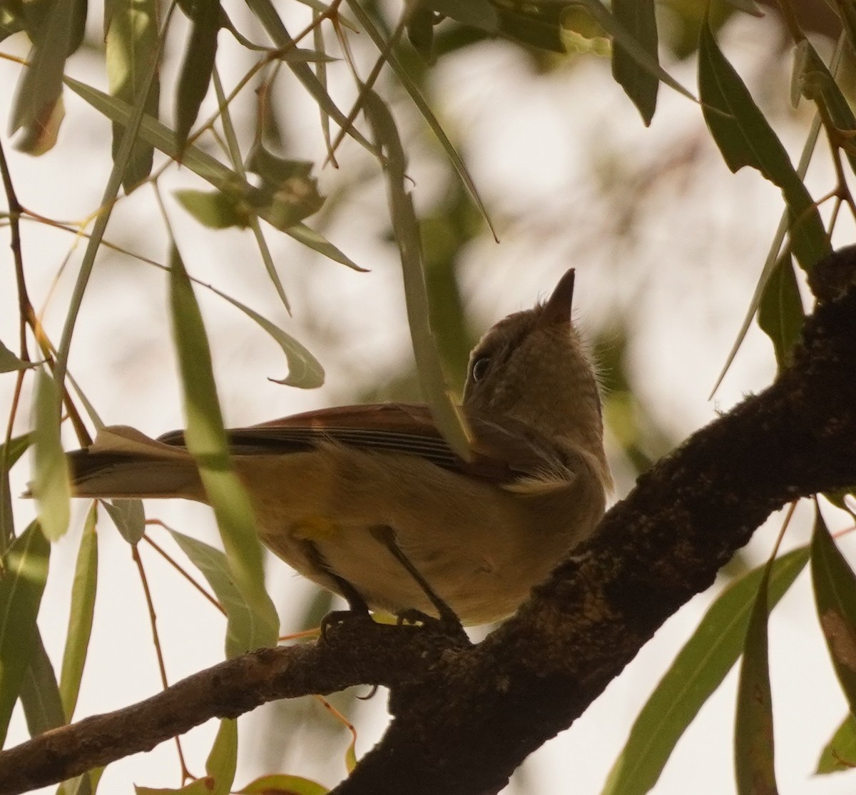 Golden Whistler - ML632921944