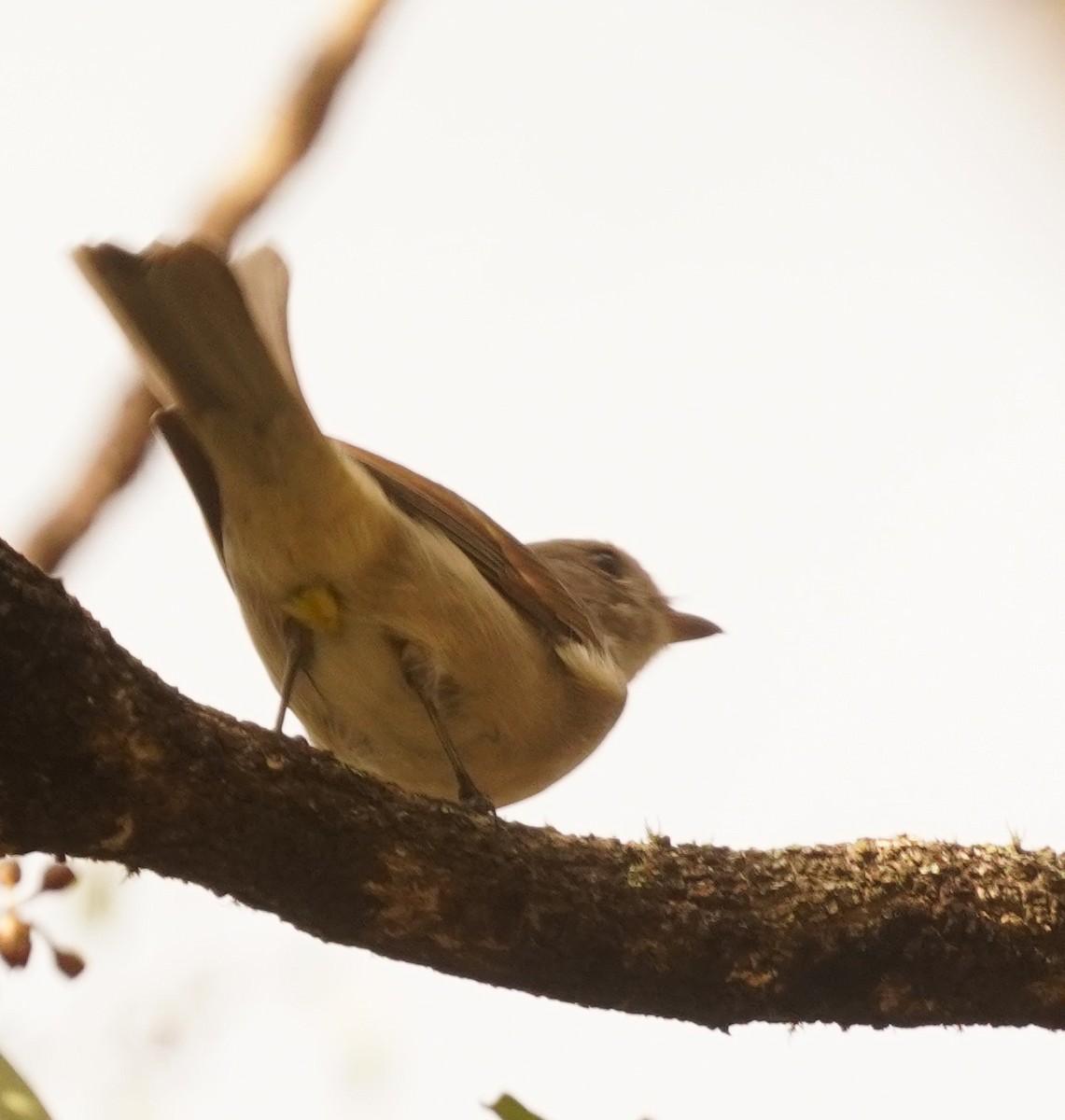 Golden Whistler - ML632921945