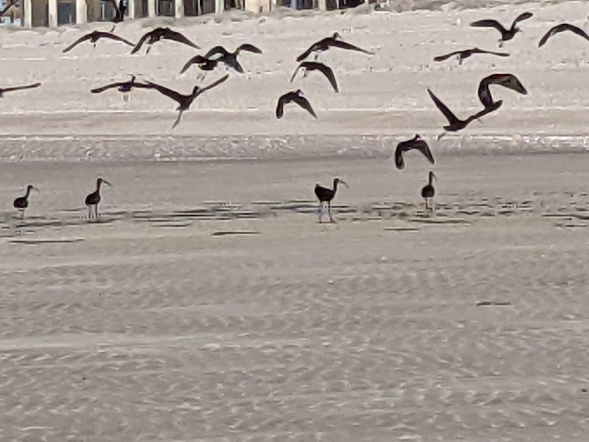 White-faced Ibis - ML632921947