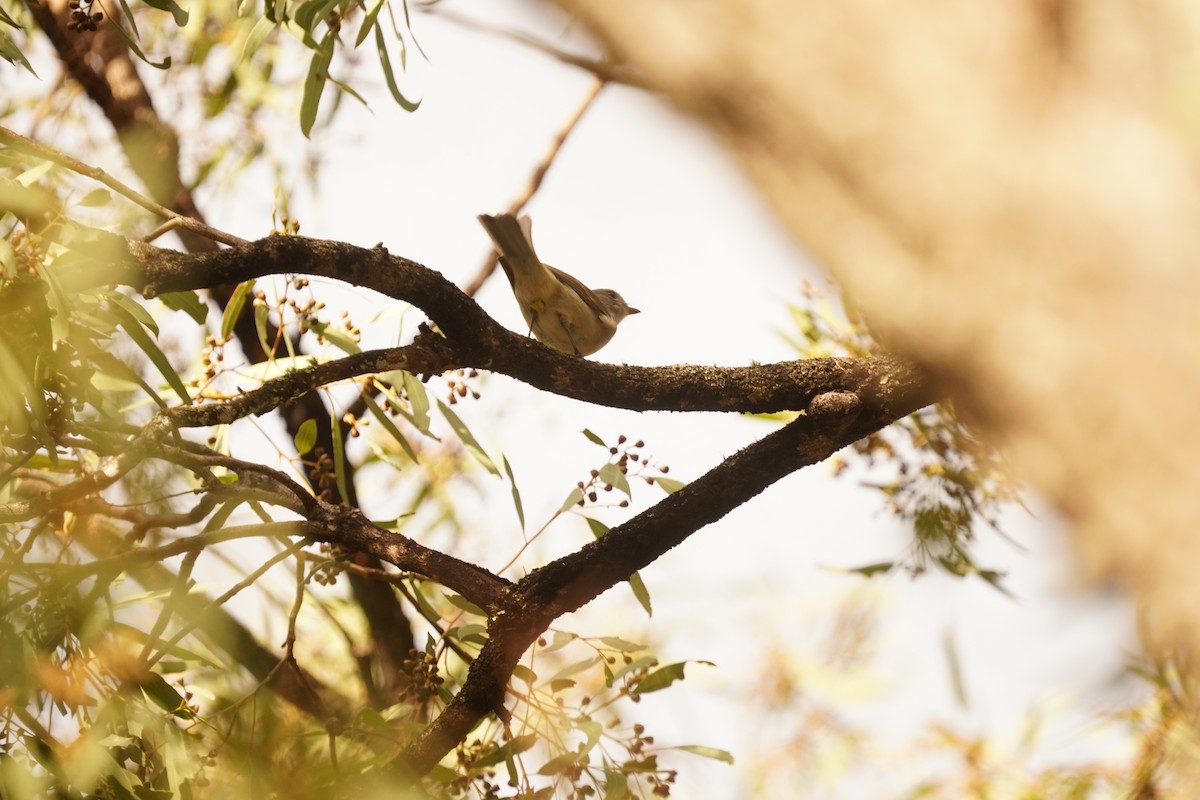 Golden Whistler - ML632921948