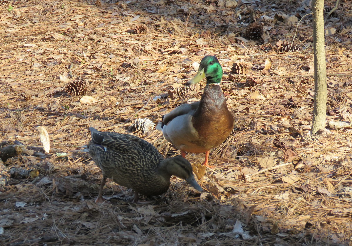 Mallard - ML632921954