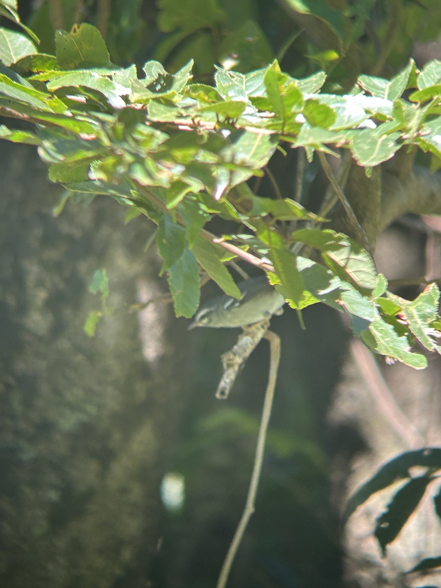 Plumbeous Warbler - ML632921966