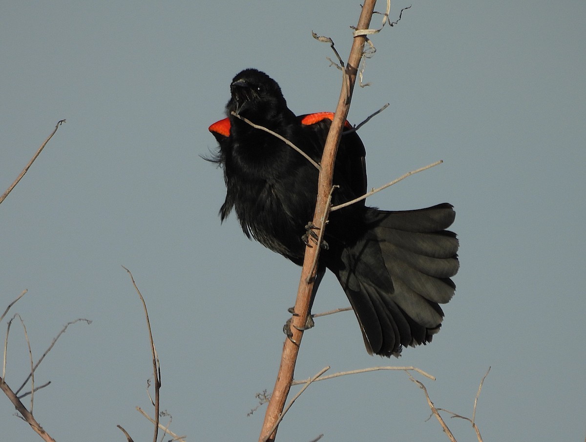 Red-winged Blackbird - ML632922001