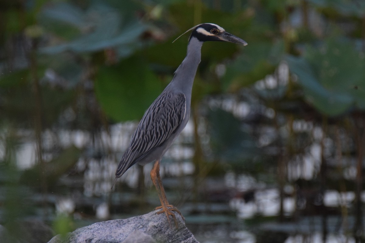 Yellow-crowned Night Heron - ML63292201